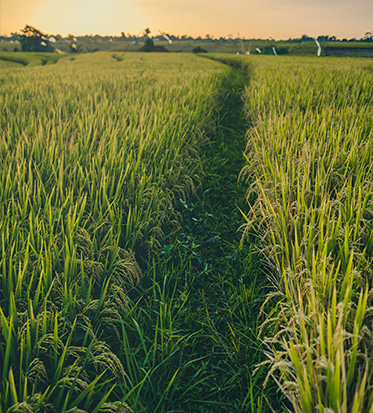 Rice Exporter In India