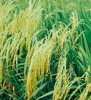 Basmati Rice Exporter from India to Israel